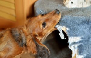 Які собаки люблять гризти речі: ветеринари назвали 7 порід-бешкетників Які-собаки-люблять-гризти-речі:-ветеринари-назвали-7-порід-бешкетників