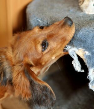 Які-собаки-люблять-гризти-речі:-ветеринари-назвали-7-порід-бешкетників