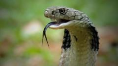 Унікальна змія з ногами, яка розкриває таємниці еволюції Унікальна-змія-з-ногами,-яка-розкриває-таємниці-еволюції