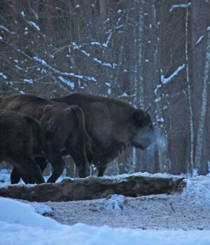 На-Волині-помітили-два-стада-зубрів,-серед-них-і-дитинчата