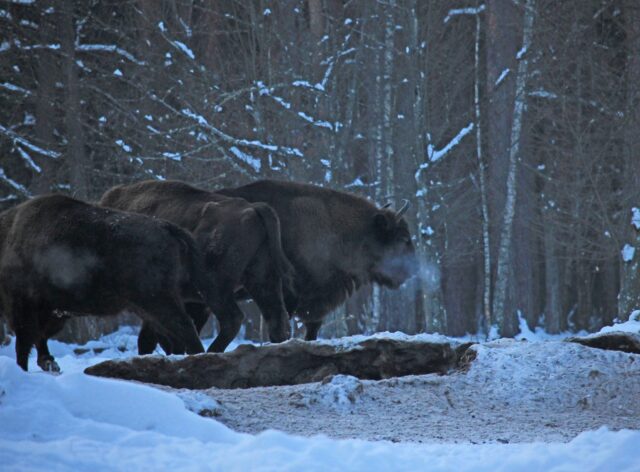 На Волині помітили два стада зубрів, серед них і дитинчата На-Волині-помітили-два-стада-зубрів,-серед-них-і-дитинчата