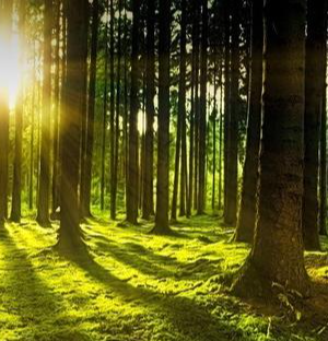 Понад-50-гектарів-земель-лісового-фонду-на-Ковельщині-хочуть-повернути-державі Понад-50-гектарів-земель-лісового-фонду-на-Ковельщині-хочуть-повернути-державі