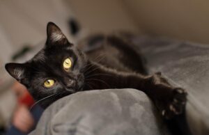 Чому коти завжди хочуть зайняти ваше місце на ліжку або дивані: ветеринар назвав причину Чому-коти-завжди-хочуть-зайняти-ваше-місце-на-ліжку-або-дивані:-ветеринар-назвав-причину