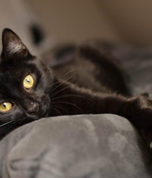 Чому-коти-завжди-хочуть-зайняти-ваше-місце-на-ліжку-або-дивані:-ветеринар-назвав-причину Чому-коти-завжди-хочуть-зайняти-ваше-місце-на-ліжку-або-дивані:-ветеринар-назвав-причину