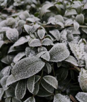 День-ангела-24 січня:-кого-та як вітати-з іменинами