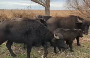 Зменшать ризик пожеж: на Одещині у дику природу випустили стадо водяних буйволів Зменшать-ризик-пожеж:-на-Одещині-у-дику-природу-випустили-стадо-водяних-буйволів