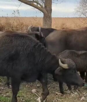 Зменшать-ризик-пожеж:-на-Одещині-у-дику-природу-випустили-стадо-водяних-буйволів