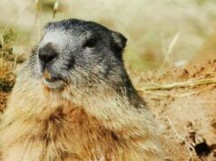 Весна чи зима: чому 2 лютого весь світ чекає на прогноз одного бабака Весна-чи-зима:-чому-2-лютого-весь-світ-чекає-на-прогноз-одного-бабака