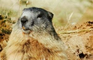 Весна чи зима: чому 2 лютого весь світ чекає на прогноз одного бабака Весна-чи-зима:-чому-2-лютого-весь-світ-чекає-на-прогноз-одного-бабака