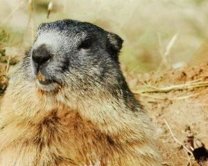 Весна-чи-зима:-чому-2-лютого-весь-світ-чекає-на-прогноз-одного-бабака