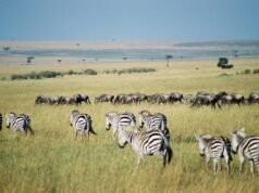 У цих 5 дивовижних місцях світу збираються найбільші скупчення тварин: про що йдеться У-цих-5-дивовижних-місцях-світу-збираються-найбільші-скупчення-тварин:-про-що-йдеться