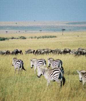 У-цих-5-дивовижних-місцях-світу-збираються-найбільші-скупчення-тварин:-про-що-йдеться У-цих-5-дивовижних-місцях-світу-збираються-найбільші-скупчення-тварин:-про-що-йдеться