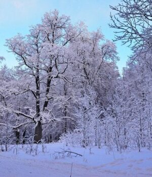 Прогноз-на 26 січня:-де сьогодні-зіпсується-погода Прогноз-на 26 січня:-де сьогодні-зіпсується-погода