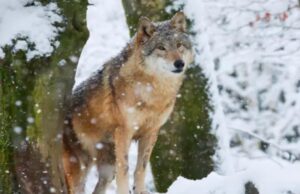Як діяти при зустрічі з вовком та чому хижаки бояться парфумів: поради фахівців з Волині Як-діяти-при-зустрічі-з-вовком-та-чому-хижаки-бояться-парфумів:-поради-фахівців-з-Волині