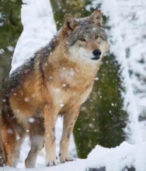 Як-діяти-при-зустрічі-з-вовком-та-чому-хижаки-бояться-парфумів:-поради-фахівців-з-Волині Як-діяти-при-зустрічі-з-вовком-та-чому-хижаки-бояться-парфумів:-поради-фахівців-з-Волині