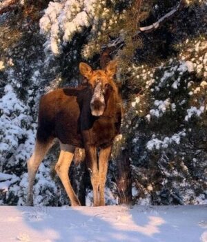 Біля-Чорнобиля-помітили-«величного-красеня»-(фото)