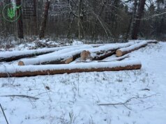 ДБР викрило махінацію з лісом на Волині ДБР-викрило-махінацію-з-лісом-на-Волині