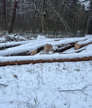 ДБР-викрило-махінацію-з-лісом-на-Волині