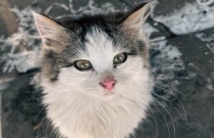 Бійці волинської бригади прилаштували у родину кошеня з фронту Бійці-волинської-бригади-прилаштували-у-родину-кошеня-з-фронту