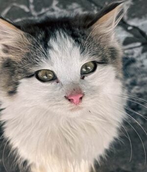 Бійці-волинської-бригади-прилаштували-у-родину-кошеня-з-фронту