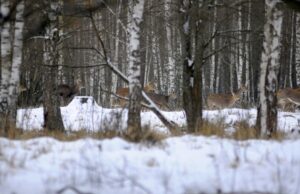 Волиньрада віддала в користування громадському об’єднанню «Буг» тисячі гектарів мисливських угідь Волиньрада-віддала-в-користування громадському-об’єднанню-«Буг»-тисячі-гектарів-мисливських-угідь