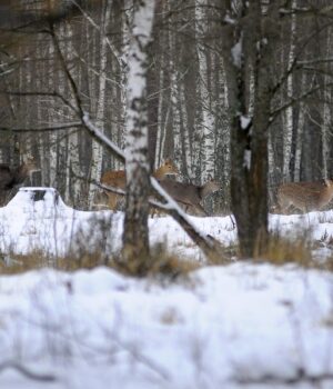 Волиньрада-віддала-в-користування громадському-об’єднанню-«Буг»-тисячі-гектарів-мисливських-угідь