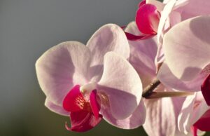 Чому орхідея в’яне і як швидко її оживити: названо 5 можливих рішень Чому-орхідея-в’яне-і-як-швидко-її-оживити:-названо-5-можливих-рішень