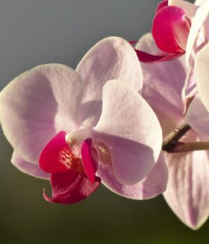 Чому-орхідея-в’яне-і-як-швидко-її-оживити:-названо-5-можливих-рішень