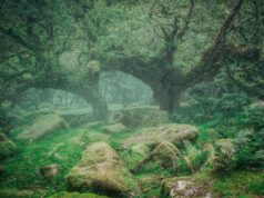В Англії відновлюють давній тропічний ліс, що надихнув Толкіна на створення “лісу Фангорн” В-Англії-відновлюють-давній-тропічний-ліс,-що-надихнув-Толкіна-на-створення-“лісу-Фангорн”