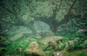 В Англії відновлюють давній тропічний ліс, що надихнув Толкіна на створення “лісу Фангорн” В-Англії-відновлюють-давній-тропічний-ліс,-що-надихнув-Толкіна-на-створення-“лісу-Фангорн”