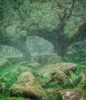 В-Англії-відновлюють-давній-тропічний-ліс,-що-надихнув-Толкіна-на-створення-“лісу-Фангорн”