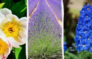 10 багаторічних рослин, які не будуть рости разом попри свою чудову красу 10-багаторічних-рослин,-які-не-будуть-рости-разом-попри-свою-чудову-красу
