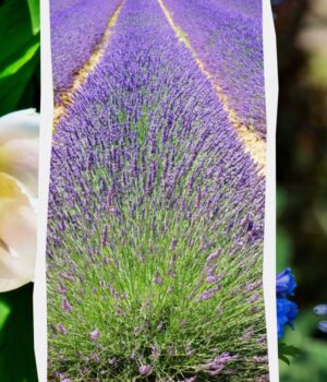 10-багаторічних-рослин,-які-не-будуть-рости-разом-попри-свою-чудову-красу 10-багаторічних-рослин,-які-не-будуть-рости-разом-попри-свою-чудову-красу