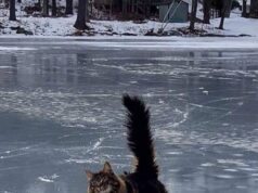 Від -16° до +12°: Україну розділить погодна аномалія 27 січня Від-16°-до +12°:-Україну-розділить-погодна-аномалія-27 січня