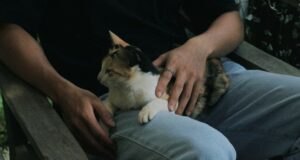 Ваша кішка спить на вас не просто так — ось справжня причина Ваша-кішка-спить-на вас-не просто-так —-ось-справжня-причина