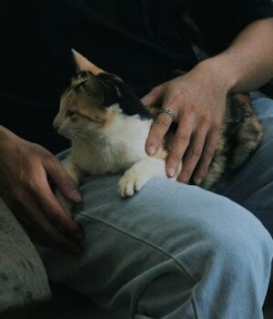 Ваша-кішка-спить-на вас-не просто-так —-ось-справжня-причина