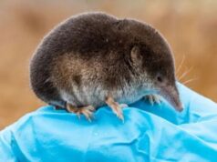 Мозок, який відростає. Вчені розкрили генетичний секрет зимової економії тварин Мозок,-який-відростає.-Вчені-розкрили-генетичний-секрет-зимової-економії-тварин