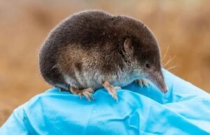 Мозок, який відростає. Вчені розкрили генетичний секрет зимової економії тварин Мозок,-який-відростає.-Вчені-розкрили-генетичний-секрет-зимової-економії-тварин