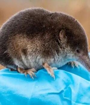 Мозок,-який-відростає.-Вчені-розкрили-генетичний-секрет-зимової-економії-тварин Мозок,-який-відростає.-Вчені-розкрили-генетичний-секрет-зимової-економії-тварин