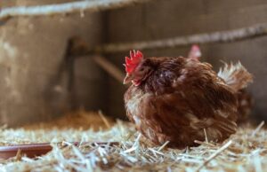 Три породи курей, які несуть яйця взимку без паузи: їстимете яєчню щодня Три-породи-курей,-які-несуть-яйця-взимку-без-паузи:-їстимете-яєчню-щодня