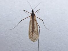 На Волині помітили зимових комарів На-Волині-помітили-зимових-комарів