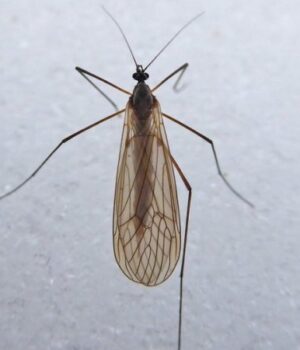 На-Волині-помітили-зимових-комарів На-Волині-помітили-зимових-комарів