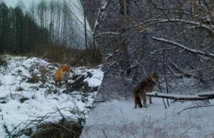 Гуляють засніженими хащами: фахівці показали мешканців Чорнобильського заповідника Гуляють-засніженими-хащами:-фахівці-показали-мешканців-Чорнобильського-заповідника