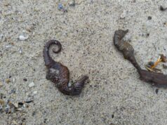 На Одеські пляжі викинуло сотні мертвих морських коників На-Одеські-пляжі-викинуло-сотні-мертвих-морських-коників