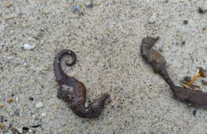 На Одеські пляжі викинуло сотні мертвих морських коників На-Одеські-пляжі-викинуло-сотні-мертвих-морських-коників