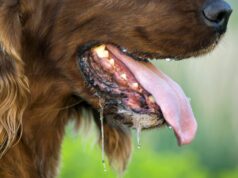 «Скажений пес покусав інших»: у Луцькій громаді проведуть профілактику небезпечної хвороби «Скажений-пес-покусав-інших»:-у-Луцькій-громаді-проведуть-профілактику-небезпечної-хвороби