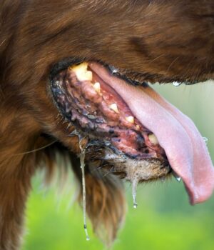 «Скажений-пес-покусав-інших»:-у-Луцькій-громаді-проведуть-профілактику-небезпечної-хвороби