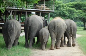 Таїланд потерпає від нашестя слонів: влада пішла в контратаку Таїланд-потерпає-від-нашестя-слонів:-влада-пішла-в-контратаку