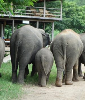 Таїланд-потерпає-від-нашестя-слонів:-влада-пішла-в-контратаку