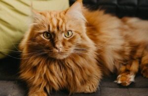 “Знайомтеся, Теодор!”: Мережу підірвали кадри одного з найбільших котів у світі (відео) “Знайомтеся,-Теодор!”:-Мережу-підірвали-кадри-одного-з-найбільших-котів-у-світі-(відео)